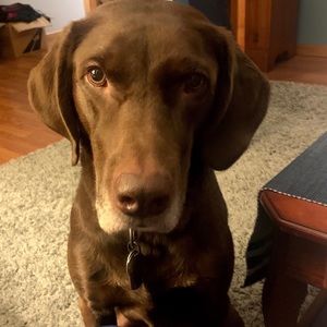 Meet your Posher, Shen